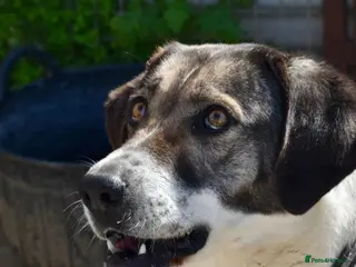 Mixed Breed dogs I am Freya -I have lost my home 🚨 - Advert 2