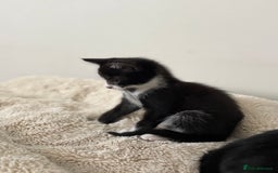 Mixed Breed cats for sale: 2 beautiful tiny kittens  - Image 6