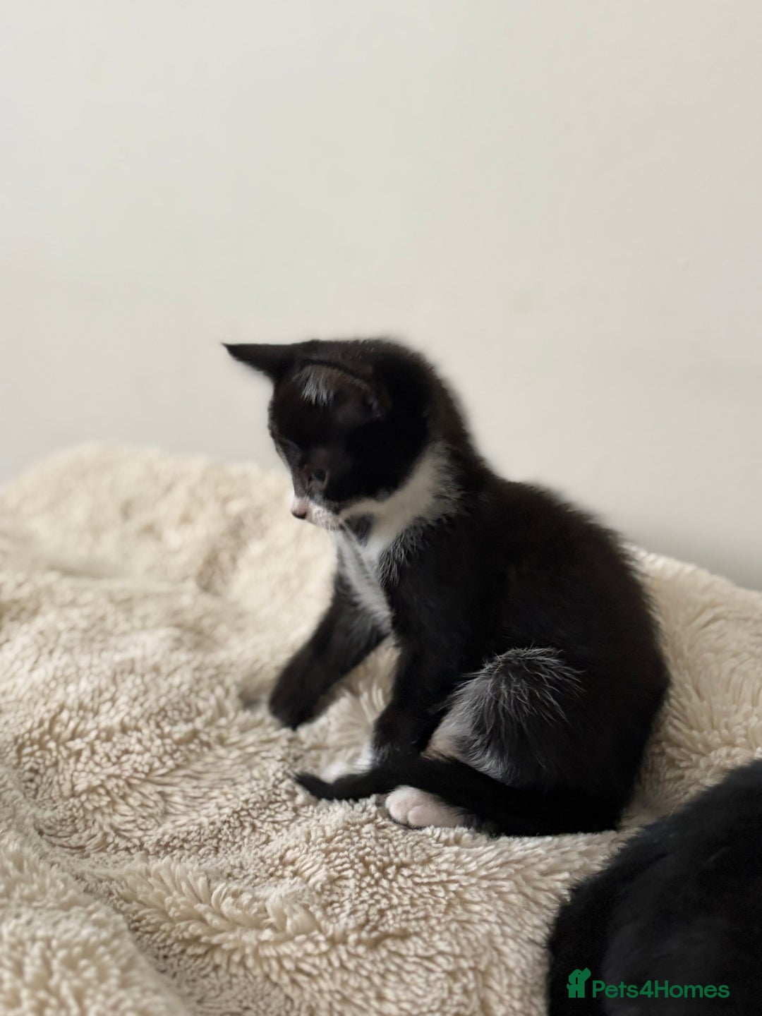Mixed Breed cats for sale: 2 beautiful tiny kittens  - Image 6