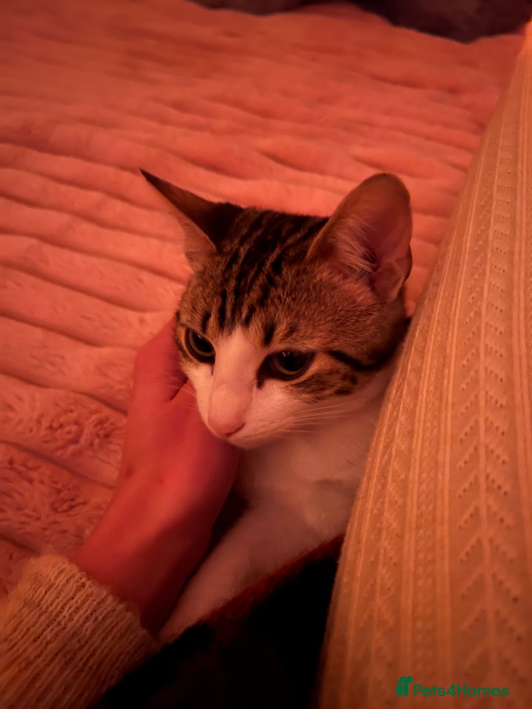 Mixed Breed cats for sale: Beautiful Bengal Cross seeking a loving new home - Advert 8