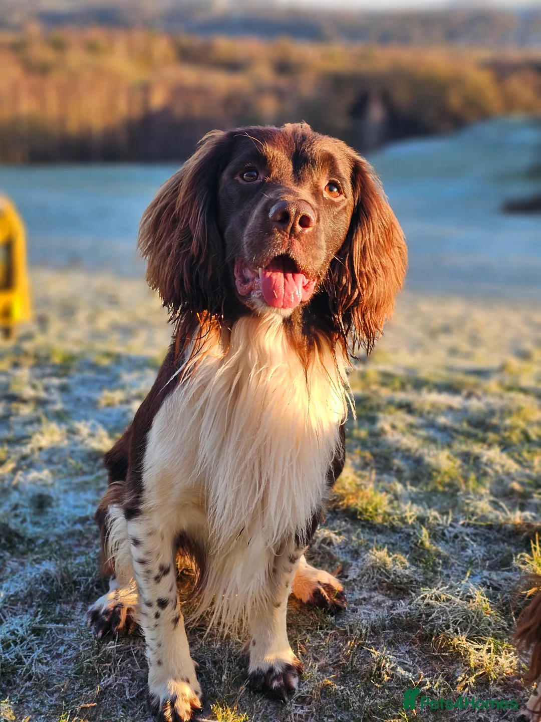 English Springer Spaniel dogs for stud: English Springer Spaniel Stud  in Derby - Advert 2