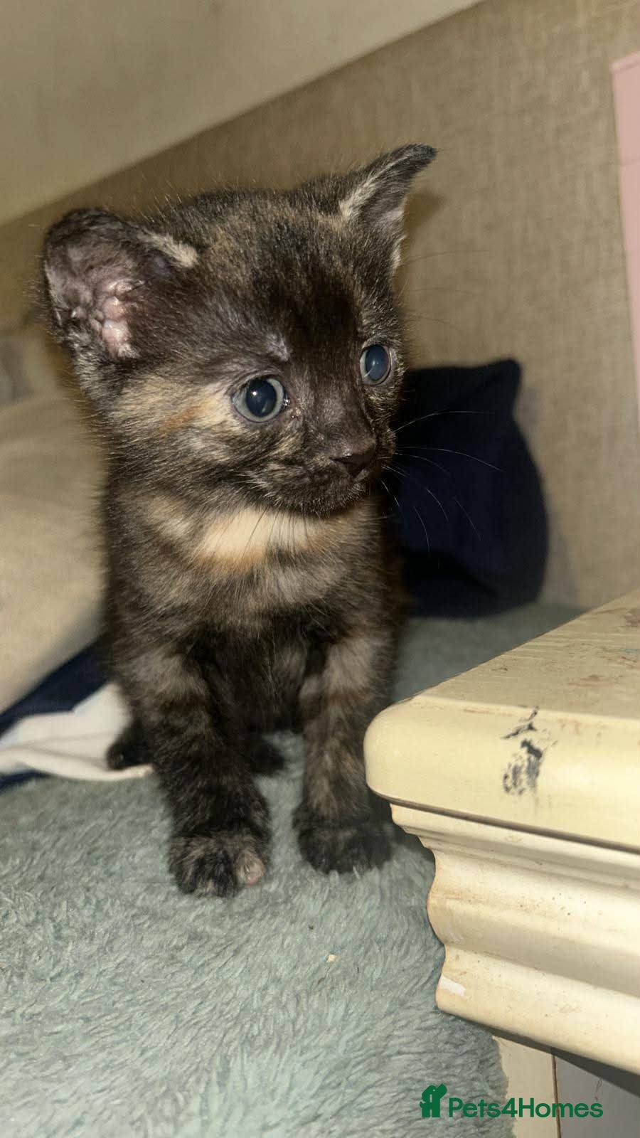Mixed Breed cats for sale: Cute kittens  - Advert 3