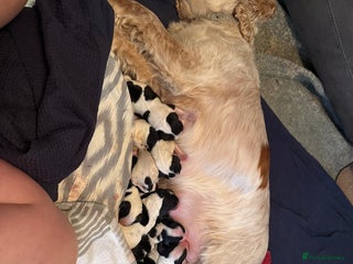 Cocker Spaniel dogs Show cocker spaniels - Advert 4