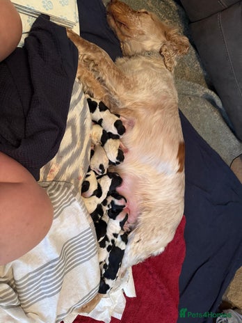 Cocker Spaniel dogs Show cocker spaniels - Advert 4