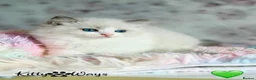 Ragdoll cats for sale: 🐾🩷*TICA REG* EU RAGDOLL KITTENS🌟 DNA CLEAR 🩵🐾 - Advert 7