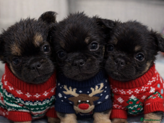 French Bulldog dogs 2 girls, 1 boy Visual Fluffy French Bulldog Puppys - Advert 4