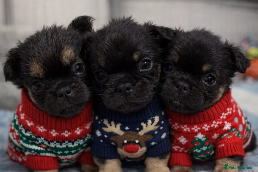 French Bulldog dogs for sale: Reduced 1 Female visual fluffy - Ready now - Advert 2