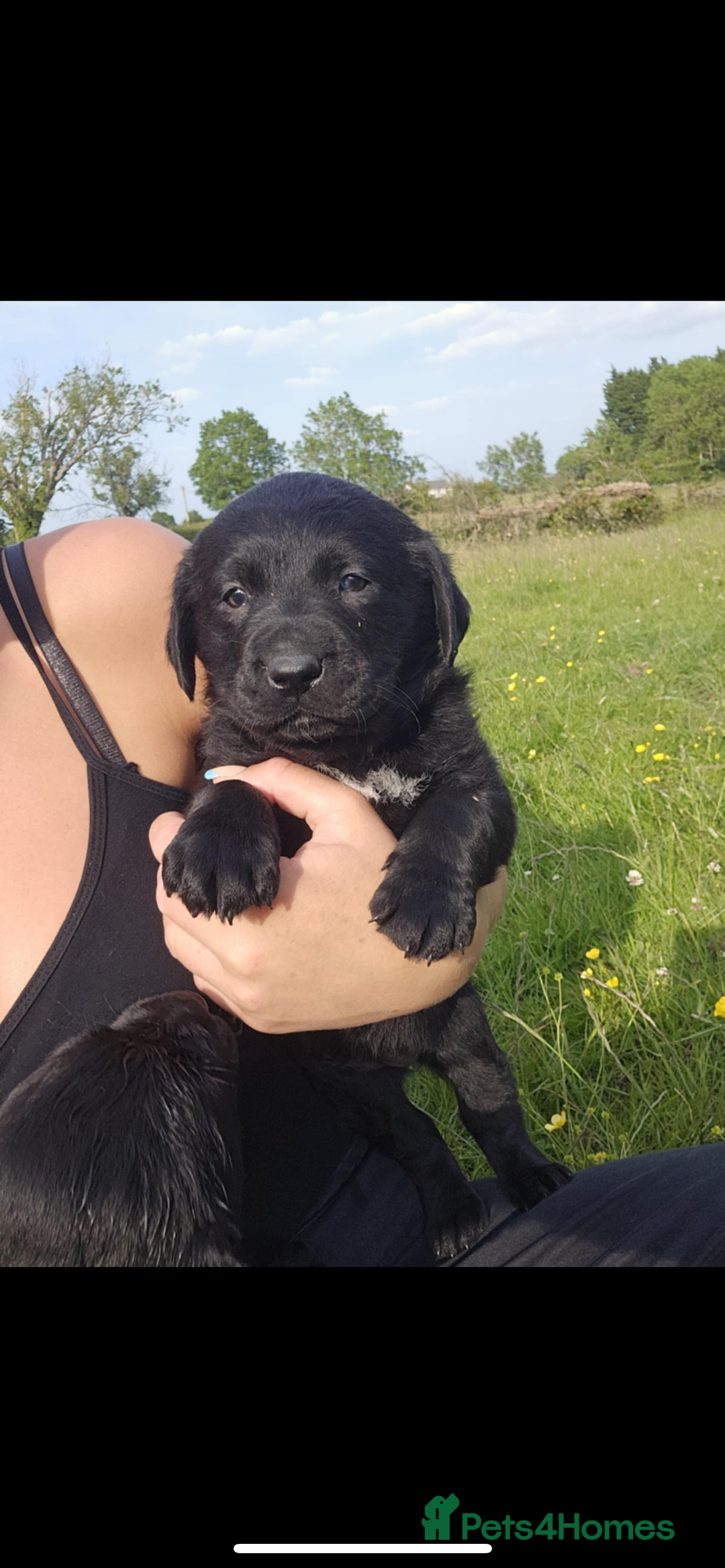 Labrador Retriever dogs for sale: Labrador puppies- ready for a new home  in Preston - Image 7
