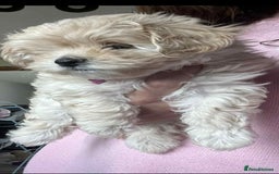 Maltipoo dogs for sale: Toy maltipoo  - Image 2