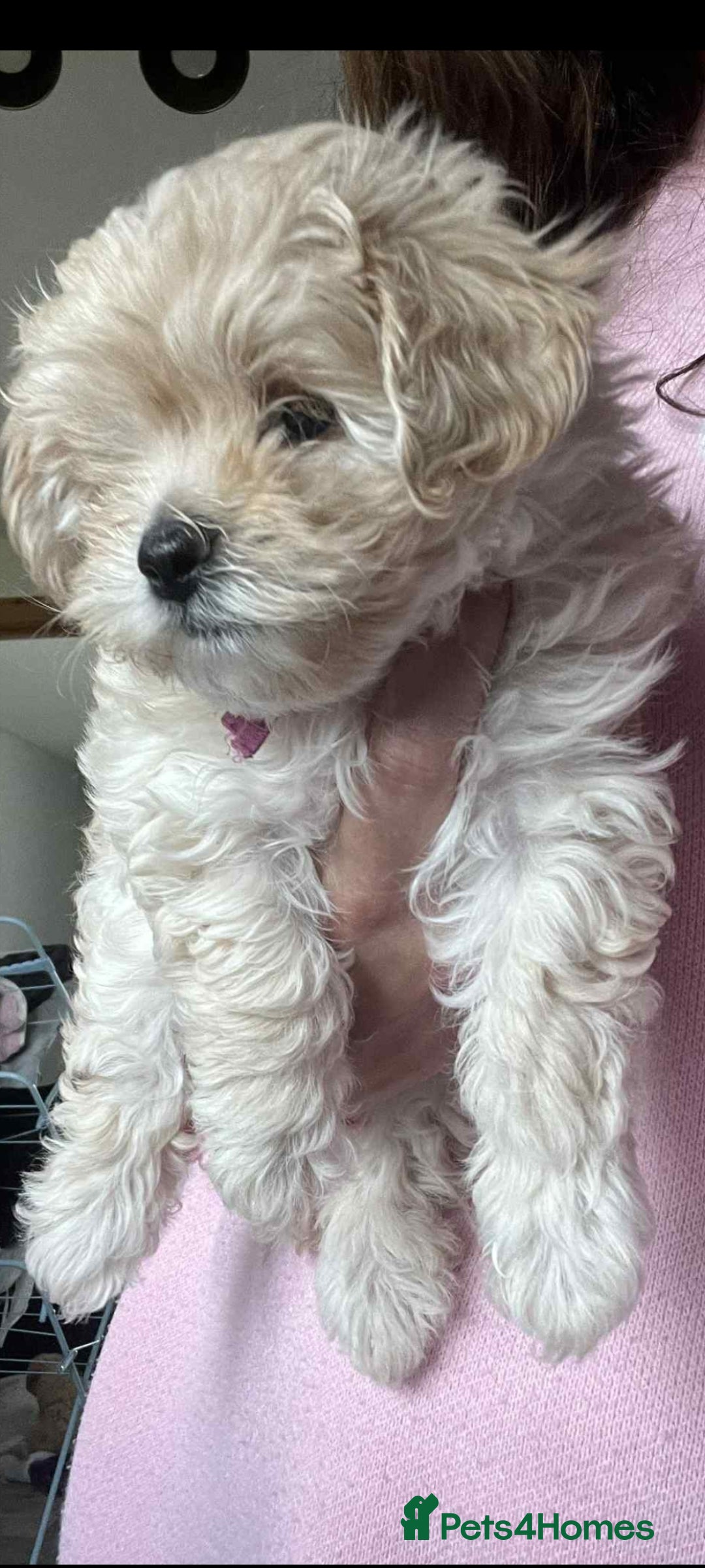 Maltipoo dogs for sale: Toy maltipoo  - Image 2