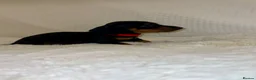Dachshund dogs for sale: 🐾 Daxie & Chocolate’s Beautiful Puppies ! - Advert 7