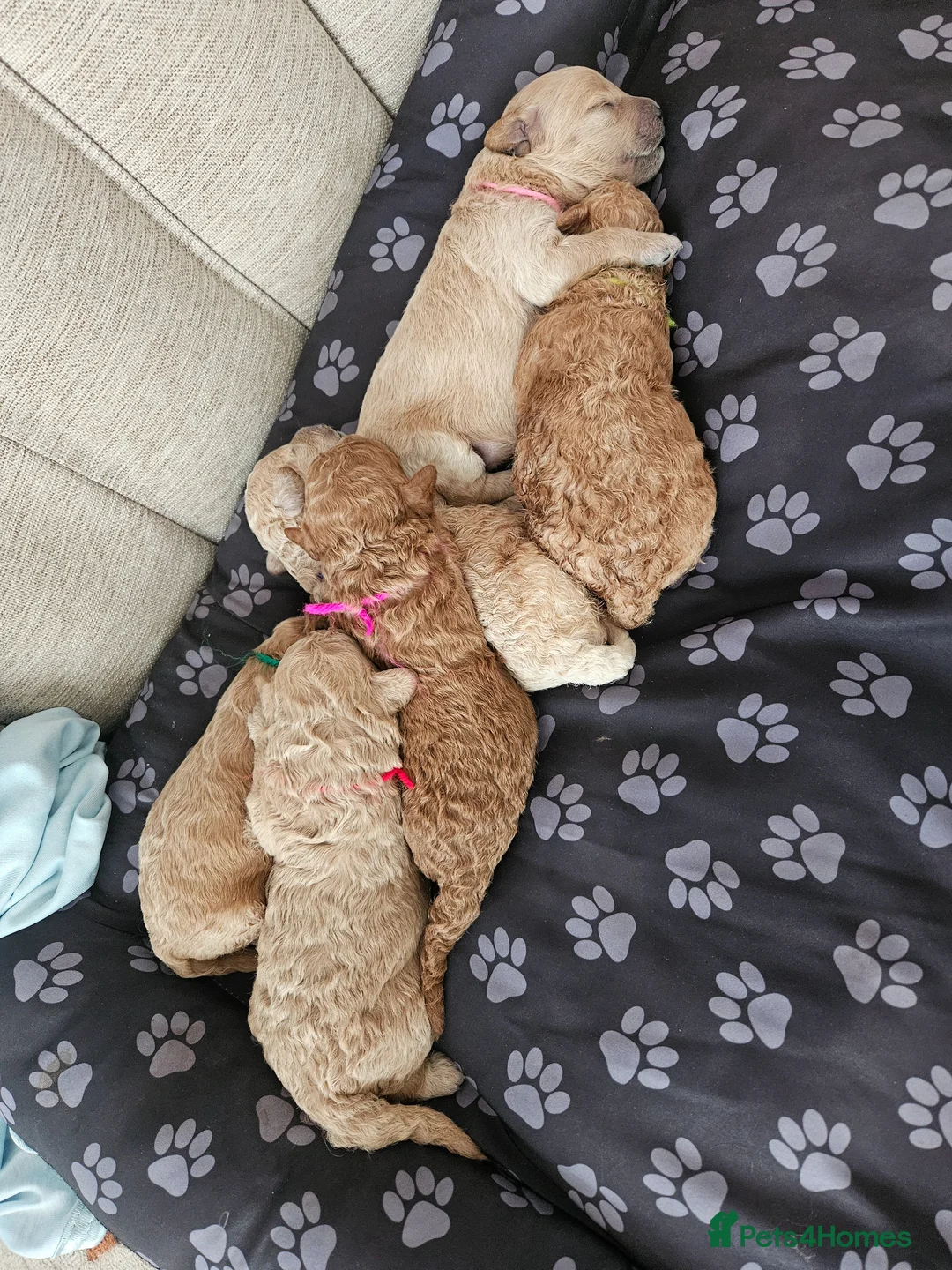 Maltipoo dogs for sale: F1b Maltipoo- 3 boys available - Advert 9