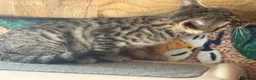 Bengal cats for sale: Bengal beautiful  - Advert 18