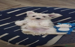 Maltese dogs for sale: Maltese boy for sale - Image 1