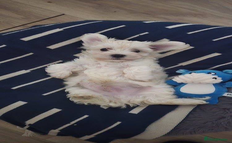Maltese dogs - Advert 1