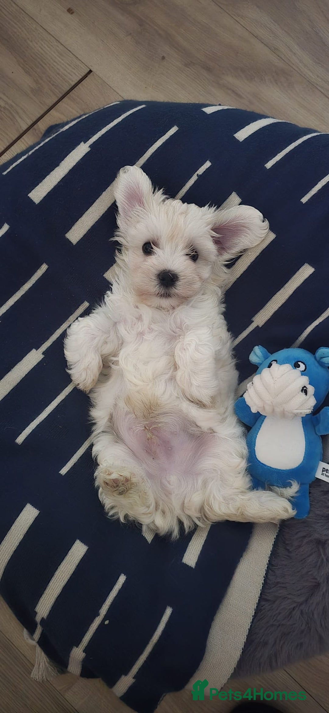 Maltese dogs for sale: Maltese boy for sale - Image 1