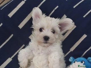 Maltese dogs - Advert 10