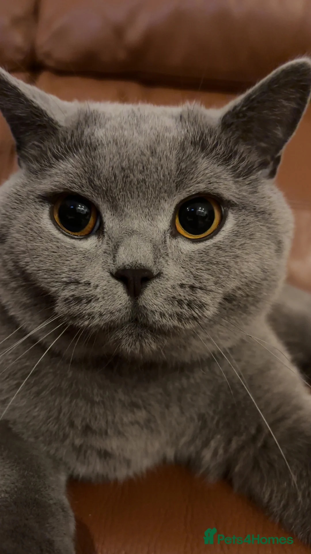 British Shorthair cats for sale: British shorthair  - Advert 4