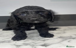 Cavapoo dogs for sale: Adorable Healthy Cavapoo Puppies  - Image 4
