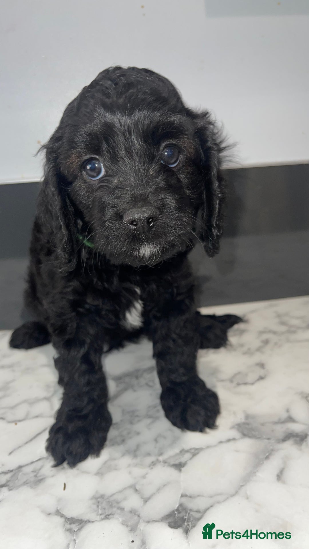 Cavapoo dogs for sale: Adorable Healthy Cavapoo Puppies  - Image 4