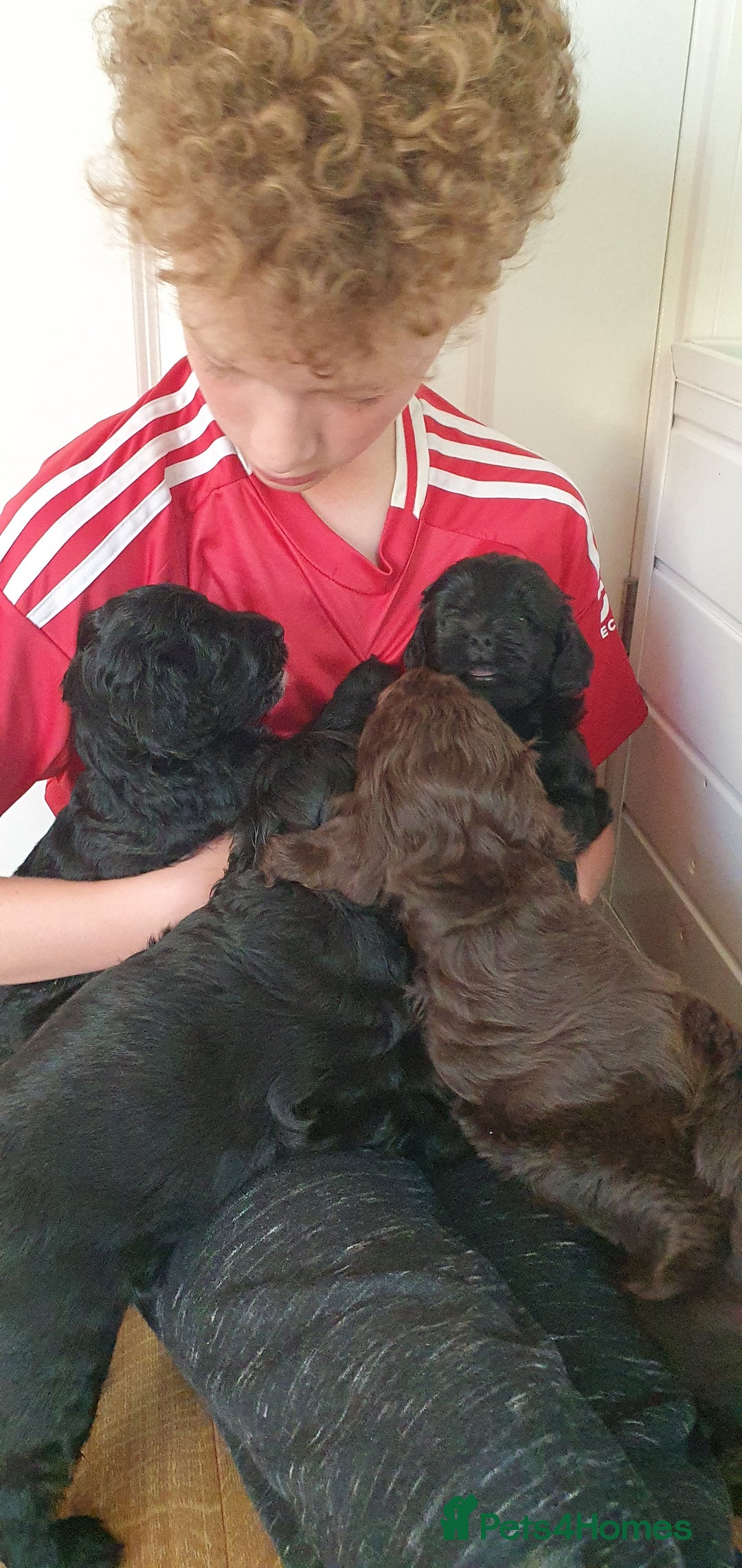 Australian Labradoodle dogs for sale: Health-tested Australian Labradoodle puppies - Image 29