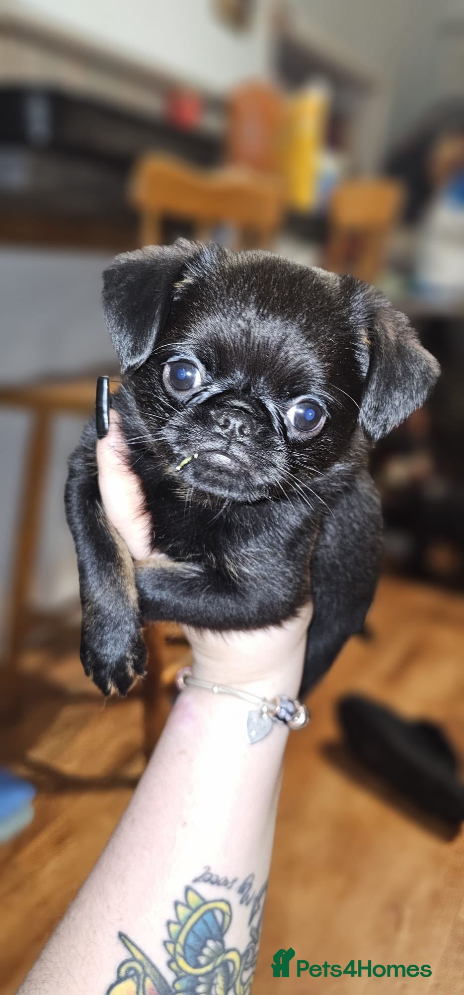 Griffon Bruxellois dogs Stunning Smooth Pedigree Griffons - Advert 1