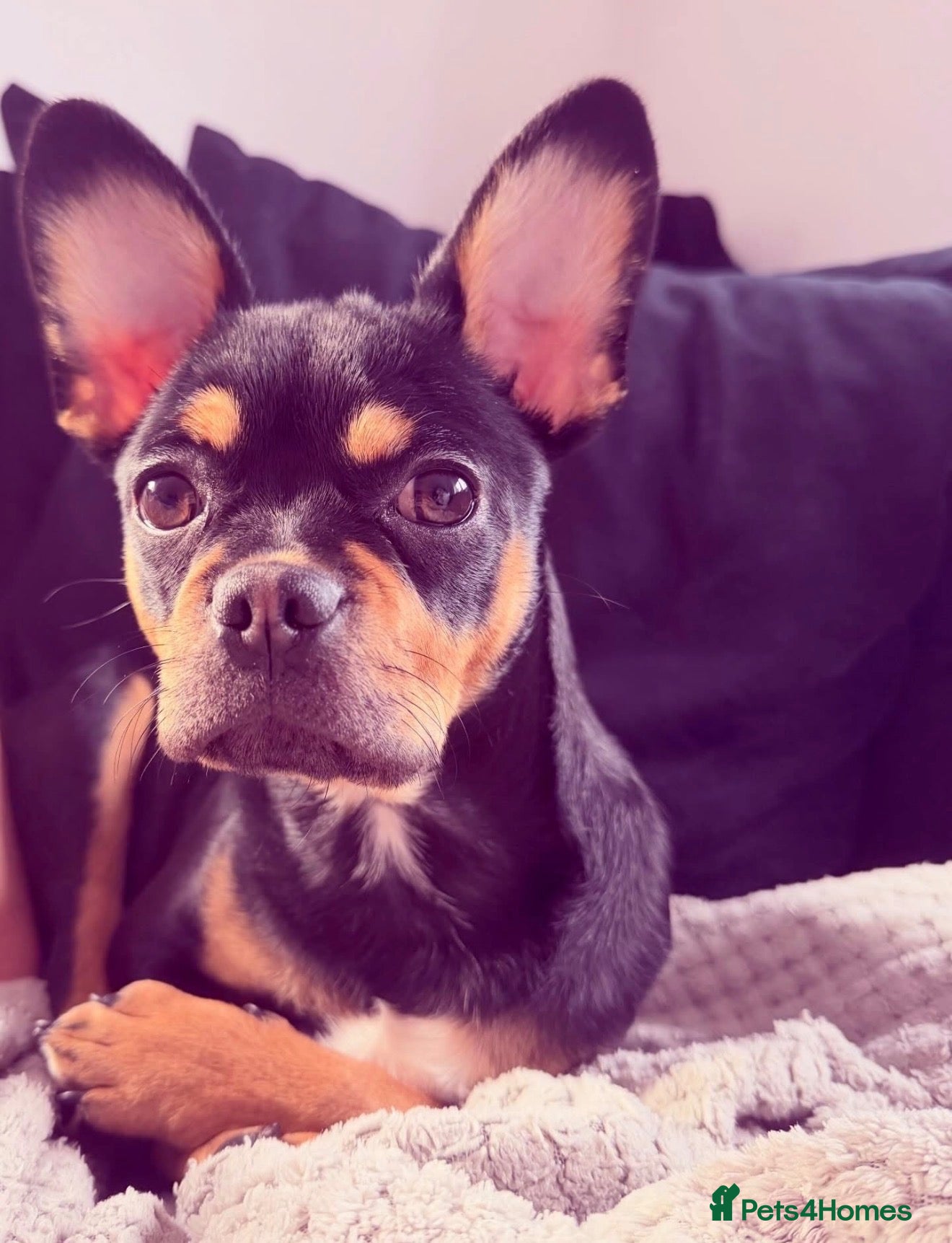 Mixed Breed dogs For sale  - Advert 1