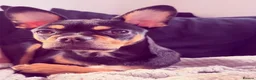 Mixed Breed dogs for sale: For sale  - Advert 1
