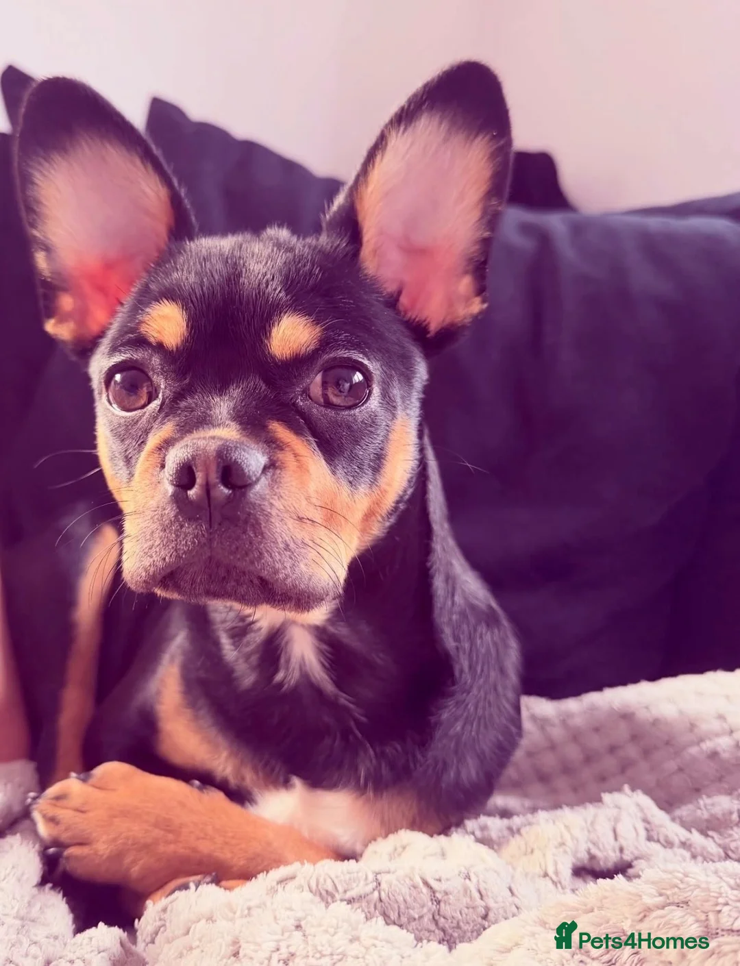 Mixed Breed dogs for sale: For sale  - Advert 1