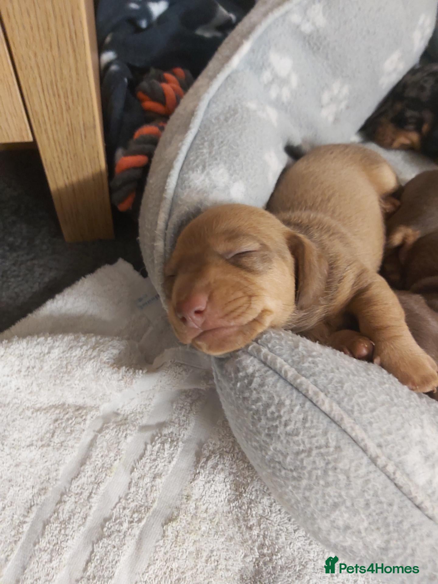 Miniature Dachshund dogs for sale: miniature dachshund  - Advert 15