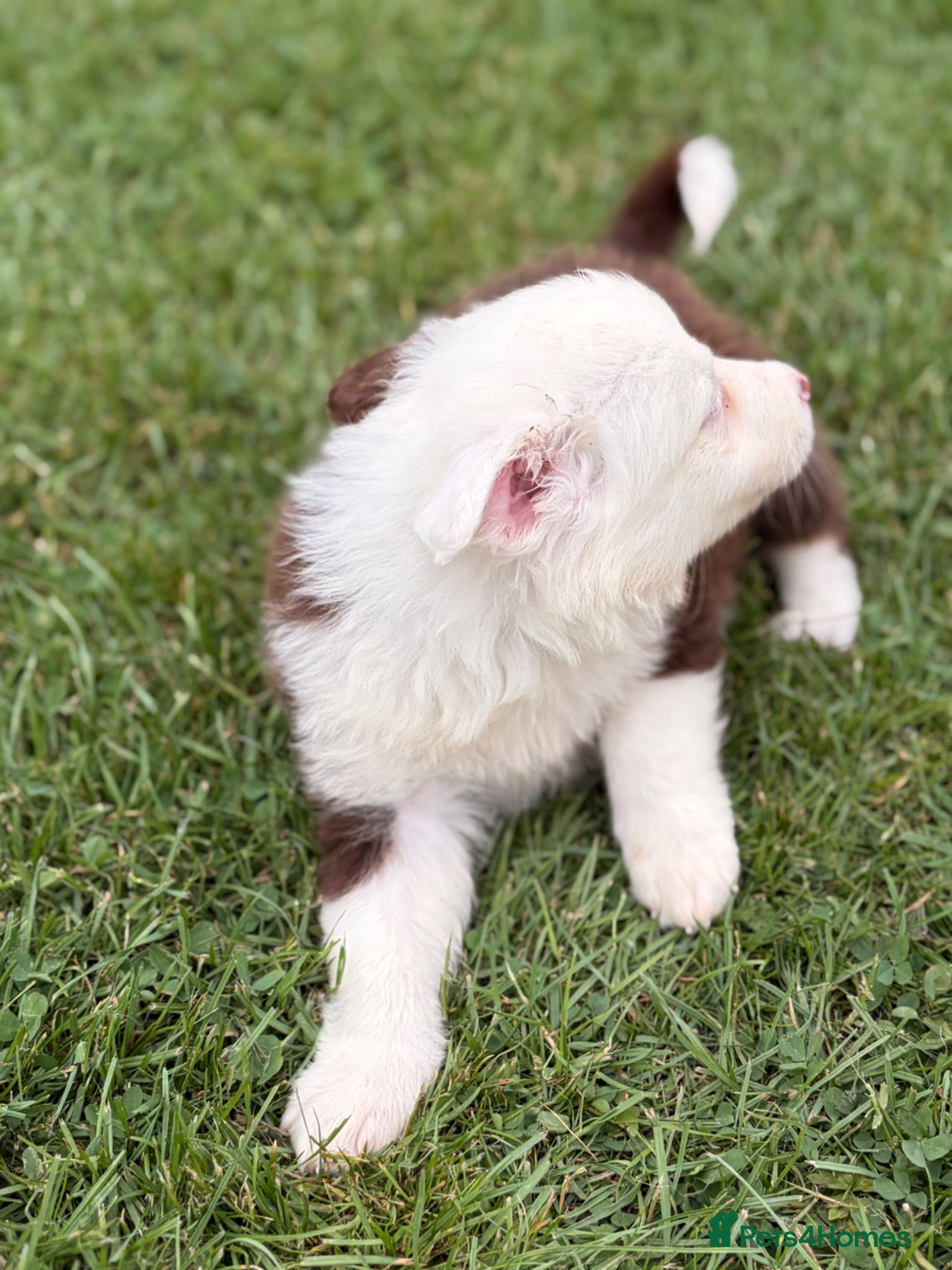 Border Collie dogs BEAUTIFUL BC PUPS, HEALTH TESTED CLEAR PARENTS  - Advert 2