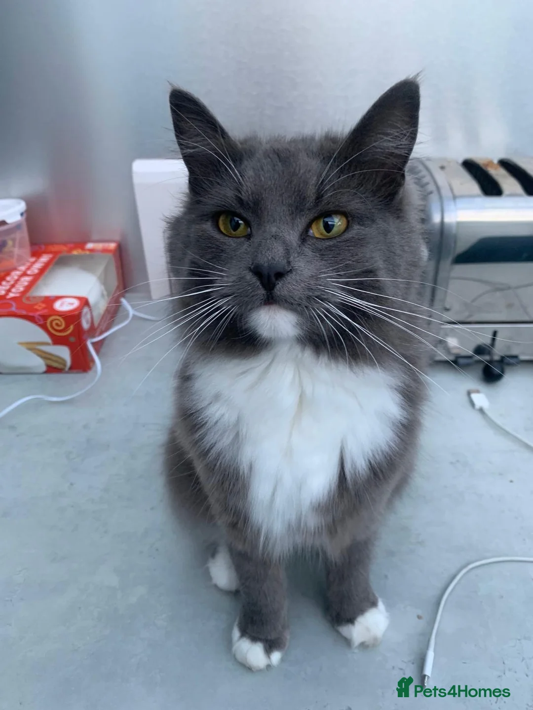 Mixed Breed cats for sale: Beautiful tabby kittens  in Loughton - Advert 1