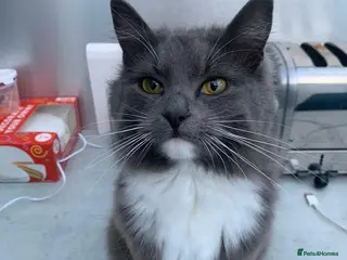 Mixed Breed cats Beautiful tabby kittens - Advert 1