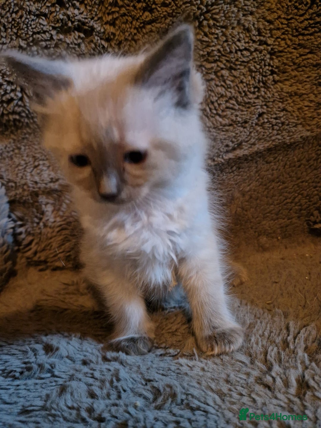 Ragdoll cats for sale: Cute playful ragdoll kittens 😸  - Advert 5