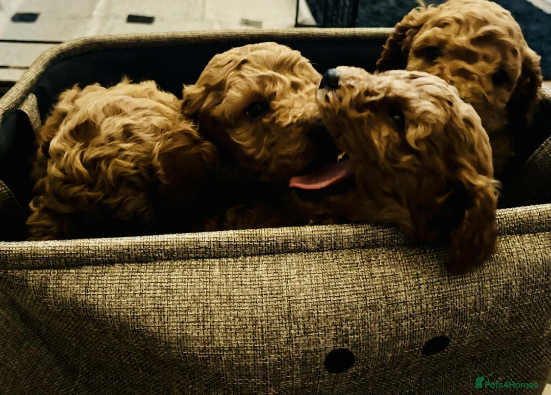 Cockapoo dogs for sale: F1 cockapoo  - Advert 8