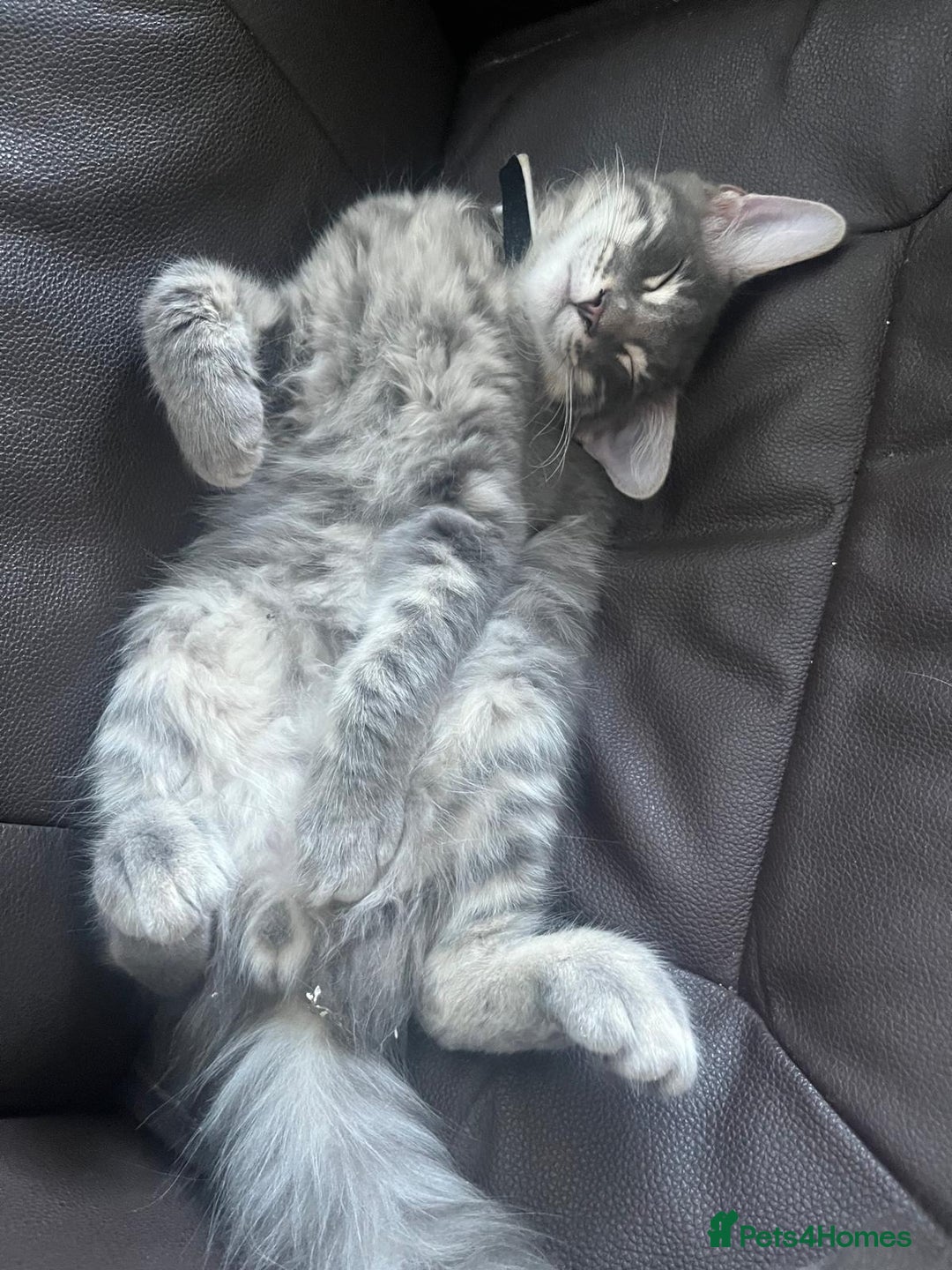 Maine Coon cats for sale: Ragdoll x main coon - Image 3