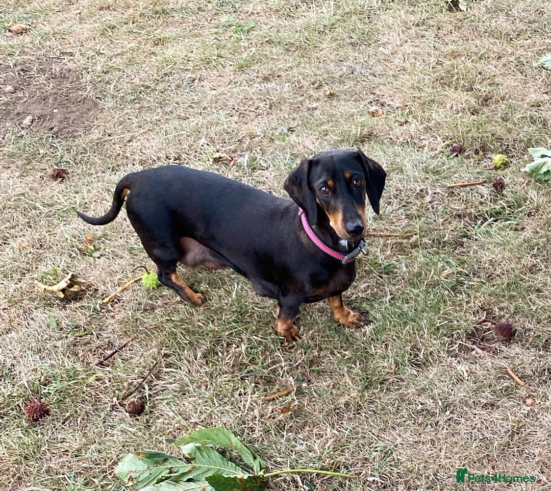 Miniature Dachshund dogs for sale: Stunning Miniature Dachshund Puppies!!! - Image 10