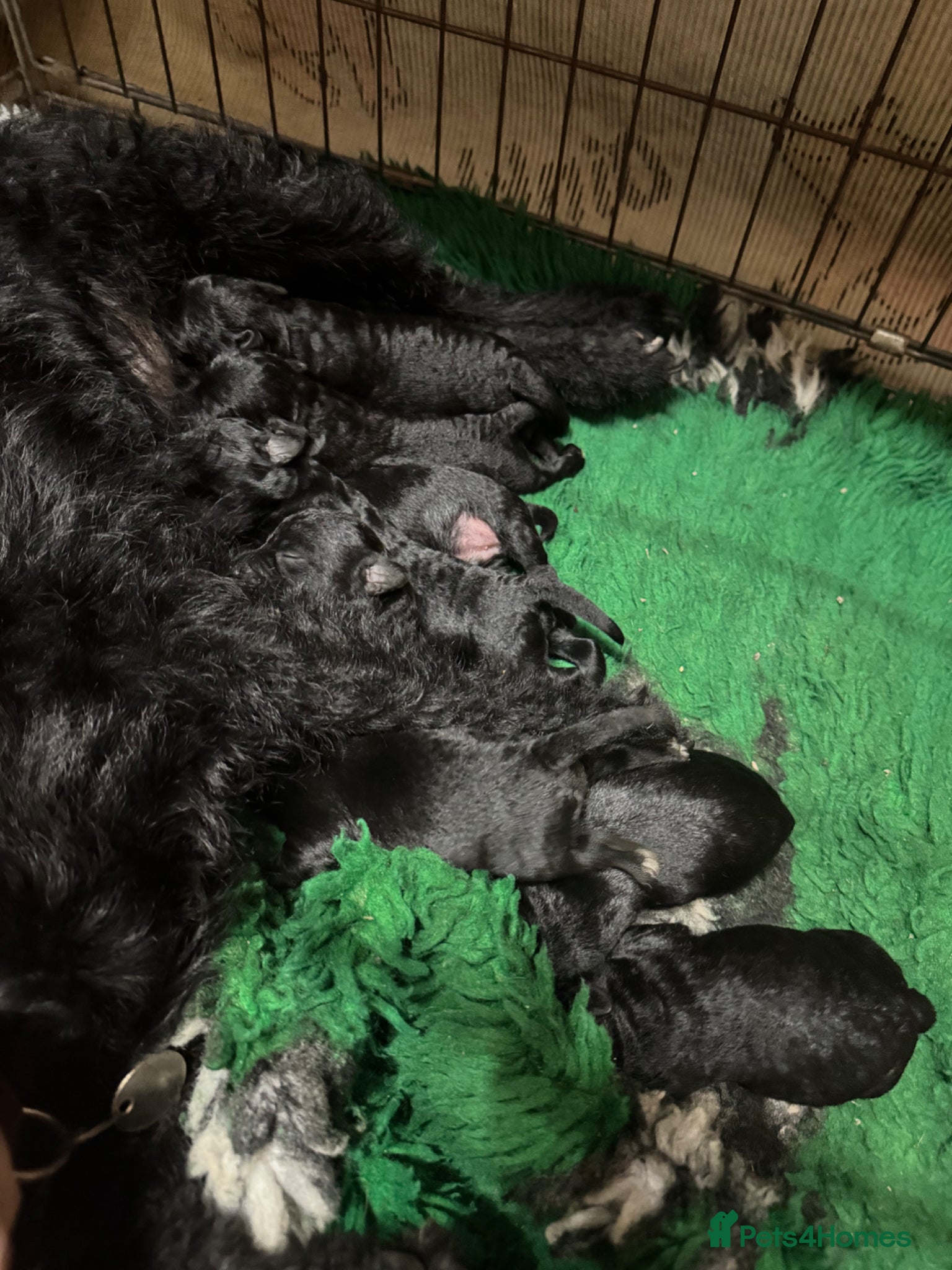 Patterdale Terrier dogs Rough curly coated full patterdales - Advert 2