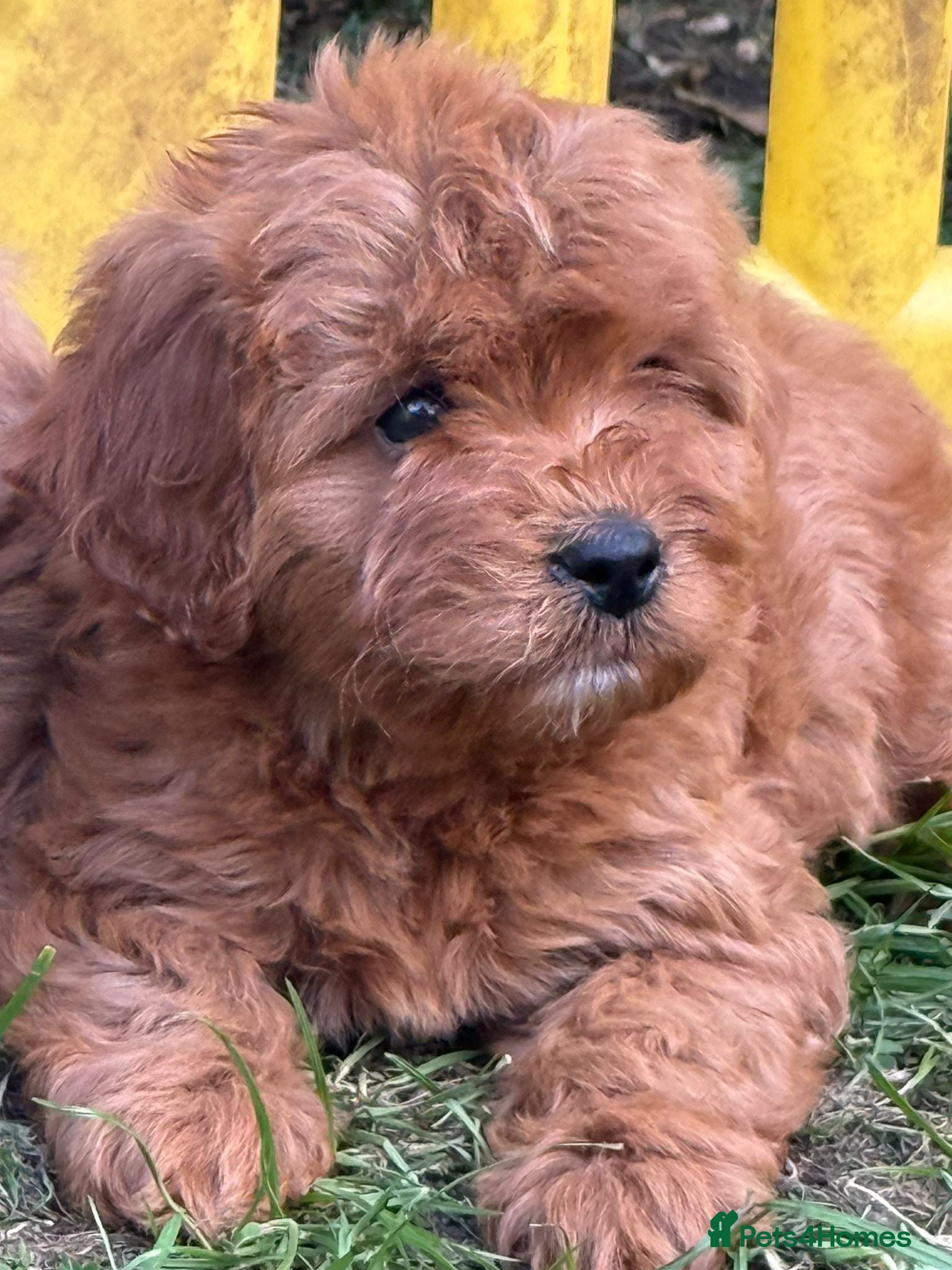 Cavapoo dogs Stunning Tiny red Cavapoo Ready Now - Advert 10