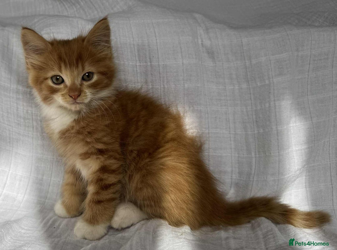 Mixed Breed cats for sale: Last black female left Turkish angora cross kitten - Image 24