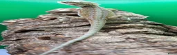 Bearded Dragon reptiles for sale: Zero bearded dragons and others  - Advert 8