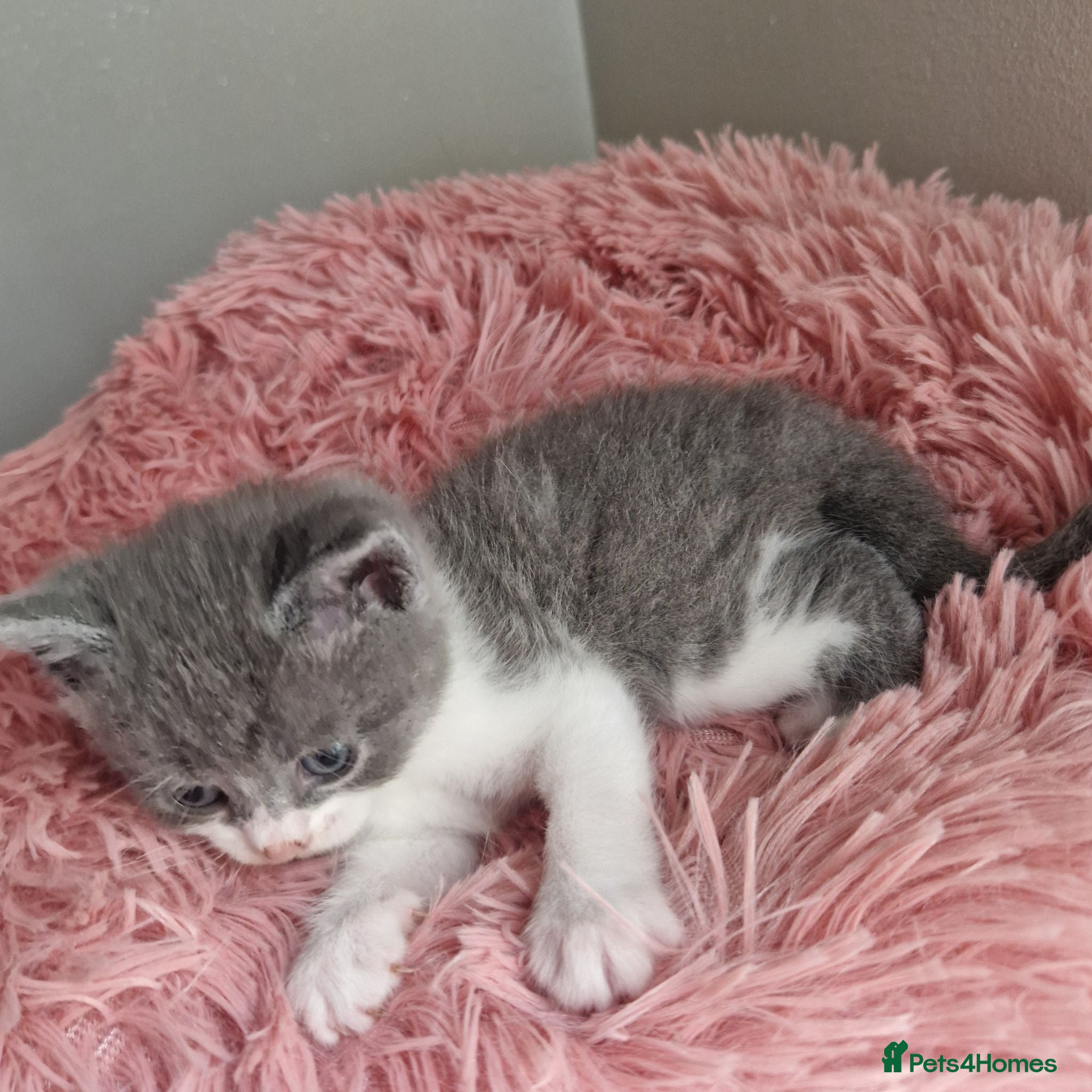 British Shorthair cats Beautiful blue little girl  - Advert 1