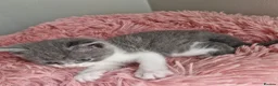 British Shorthair cats for sale: Beautiful blue little girl  - Advert 1