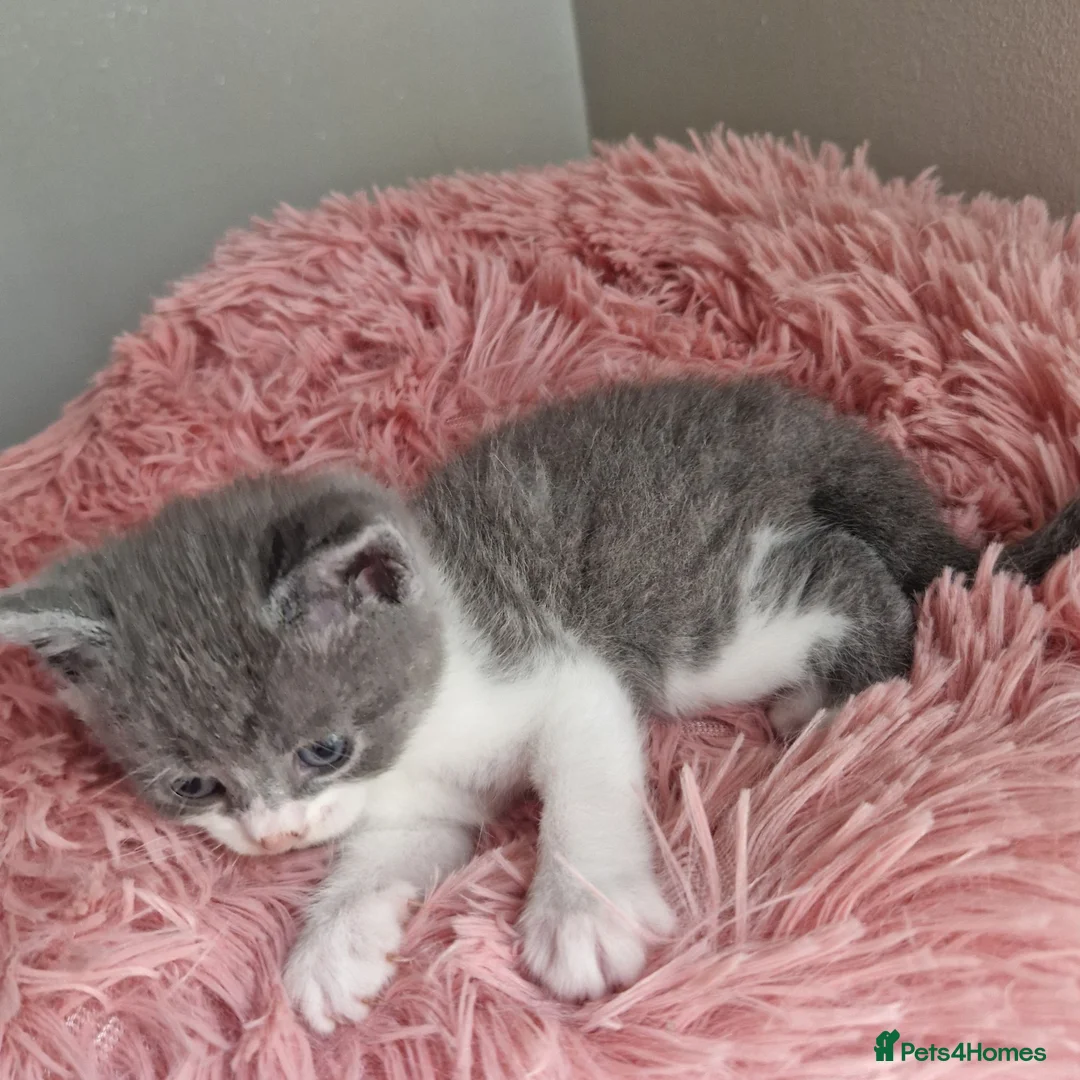 British Shorthair cats for sale: Beautiful blue little girl  - Advert 1