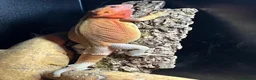 Bearded Dragon reptiles for sale: Leatherback bearded dragon  - Advert 3