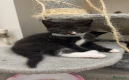Mixed Breed cats for sale: Beautiful Kittens for sale!  - Image 16