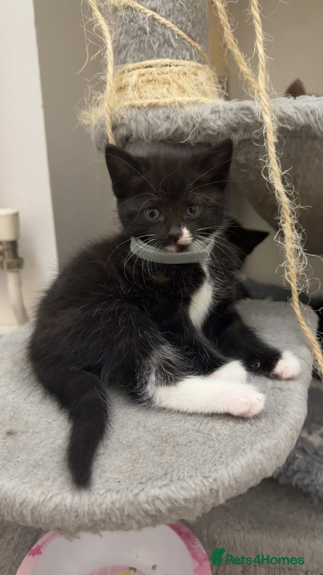 Mixed Breed cats for sale: Beautiful Kittens for sale!  - Image 16