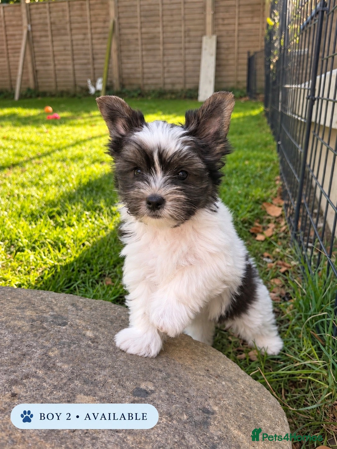 Yorkshire Terrier dogs Beautiful Biewer Yorkshire Puppies - Ready Soon  - Advert 1
