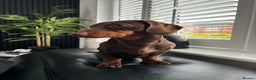 Miniature Dachshund dogs for stud: Proven Stud Chocolate & Tan Miniature Dachshund in Durham - Advert 4