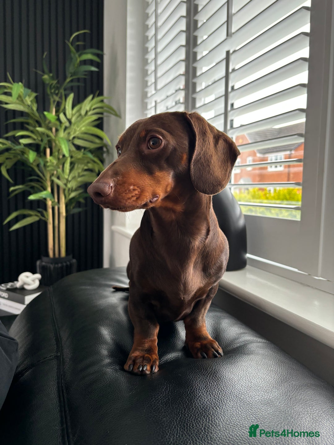 Miniature Dachshund dogs for stud: Proven Stud Chocolate & Tan Miniature Dachshund in Durham - Advert 4